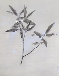 1878年にヴェローナに集められた乾燥したオリーブのスプレーの下面（織り紙のグラファイトの上に水彩とボディカラー）